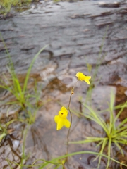 Utricularia