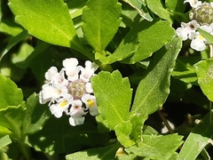 Phyla nodiflora minor