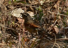 Tchagra australis
