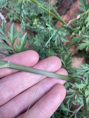 Bidens bipinnata