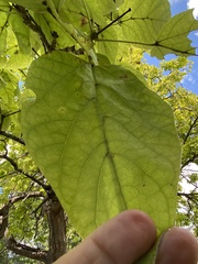 Catalpa bignonioides