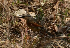 Tchagra australis