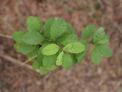 Spiraea alba