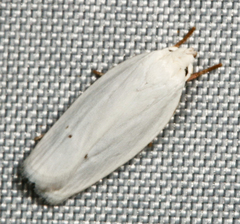 Antaeotricha albulella