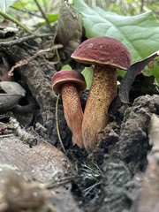Boletus paulae