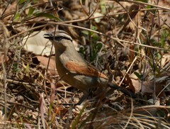 Tchagra australis