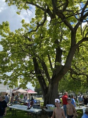 Catalpa bignonioides