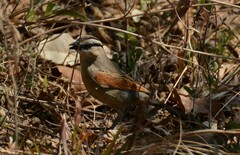 Tchagra australis