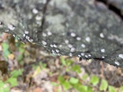 Porodisculus pendulus