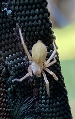 Cheiracanthium mildei