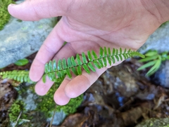 Asplenium platyneuron