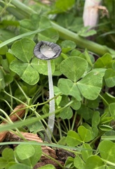 Coprinopsis lagopus