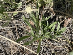 Antennaria anaphaloides