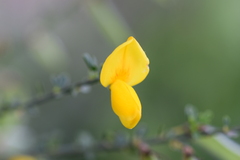 Cytisus