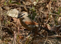Tchagra australis