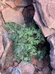 Bidens bipinnata