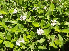 Phyla nodiflora minor
