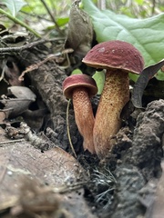 Boletus paulae