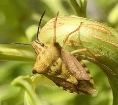 Carpocoris mediterraneus atlanticus