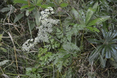 Anthriscus sylvestris