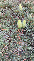 Cedrus deodara