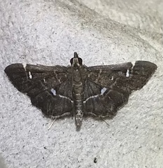 Diathrausta