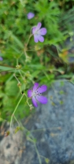 Geranium collinum