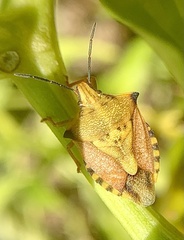 Carpocoris mediterraneus atlanticus