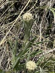 Antennaria anaphaloides