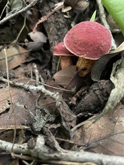Boletus paulae