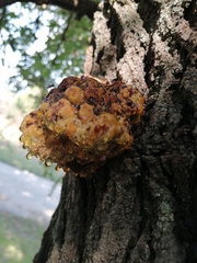 Inonotus hispidus