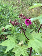 Rubus odoratus