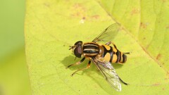 Helophilus fasciatus