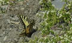 Galium pseudohelveticum