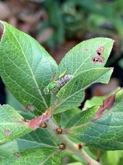 Agapostemon virescens