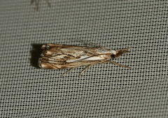 Catoptria falsella
