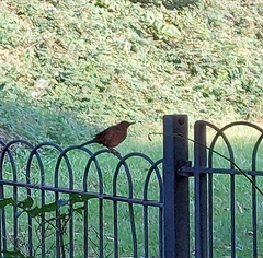 Turdus merula