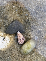 Ilyanassa trivittata