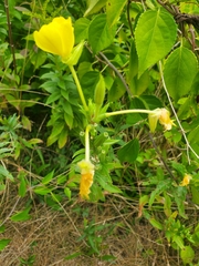 Oenothera