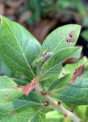 Agapostemon virescens