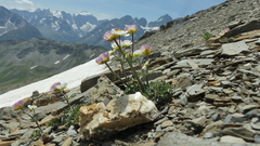 Ranunculus glacialis
