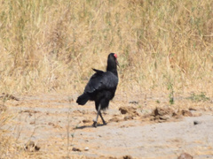 Bucorvus leadbeateri