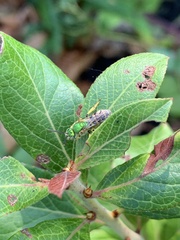 Agapostemon virescens