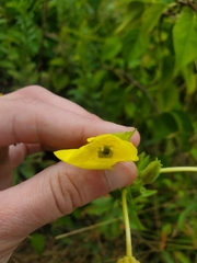 Oenothera