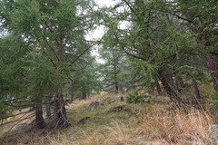 Larix decidua