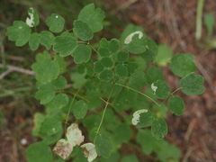Thalictrum pubescens