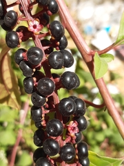 Phytolacca americana