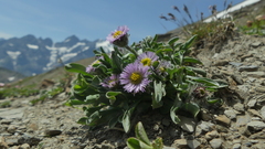 Erigeron uniflorus