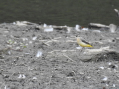 Motacilla cinerea