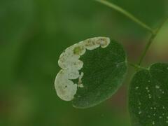 Phytomyza minuscula group